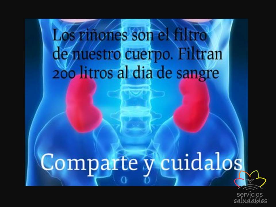 Sabías que … si no tuviéramos riñones...