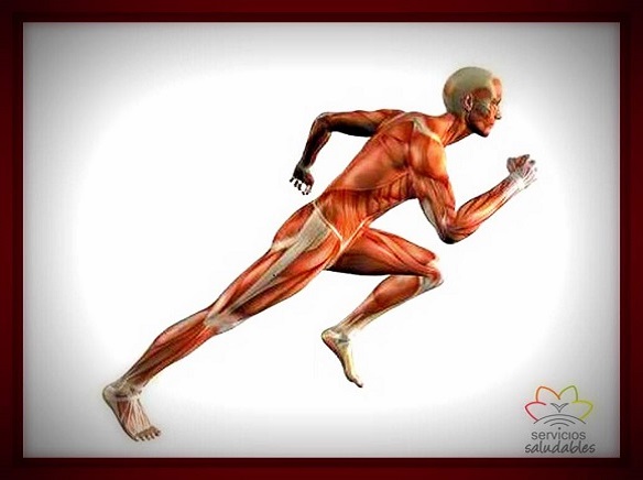 ¿SON IMPORTANTES LAS PROTEÍNAS PARA EL DEPORTISTA?